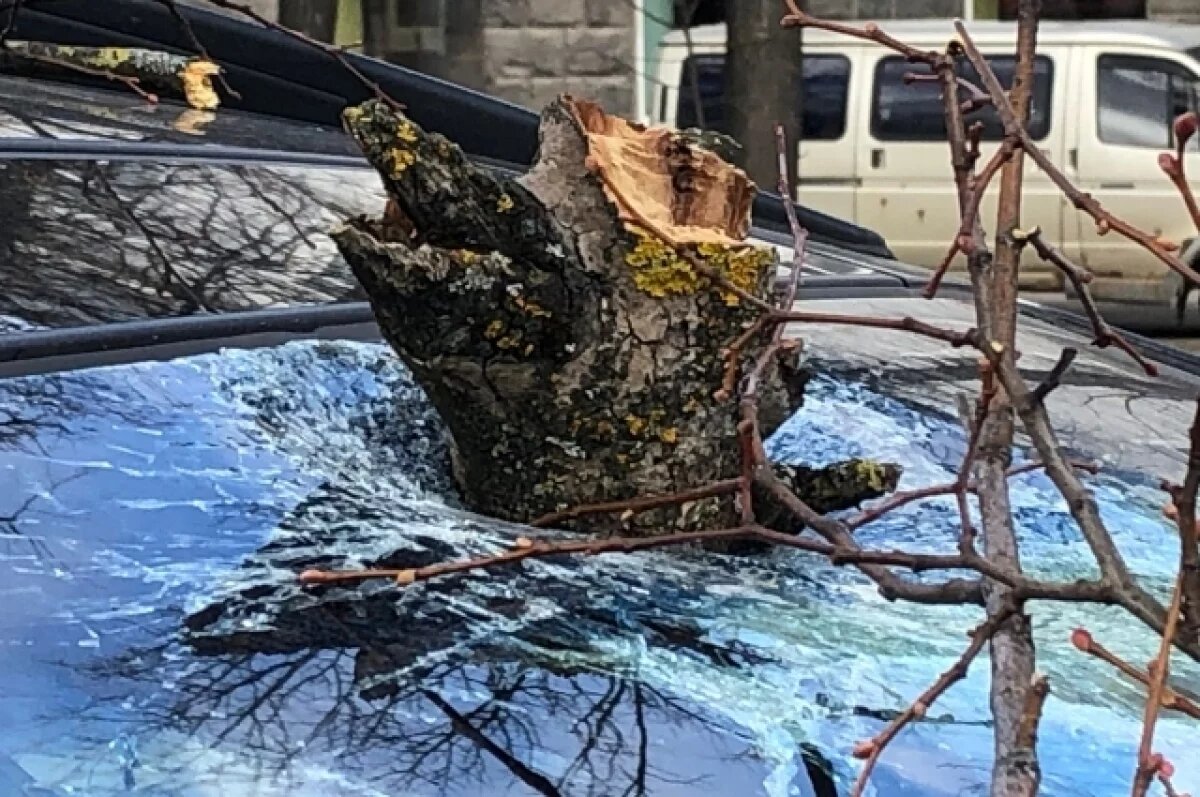    Из-за сильного ветра в Ялте повалено 10 деревьев