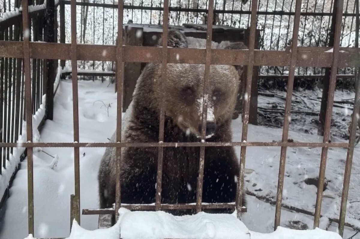    Маша и злодей.