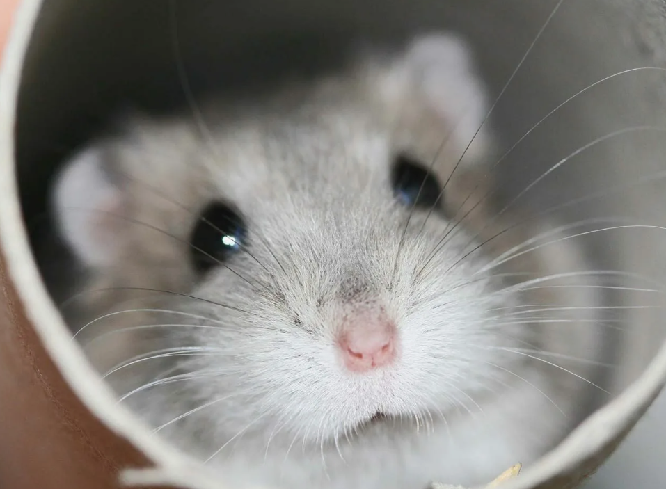 Хомячок джунгарик.