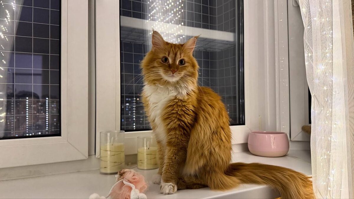 Моя младшая кошка Плюшка рычит на вид и звуки салютов