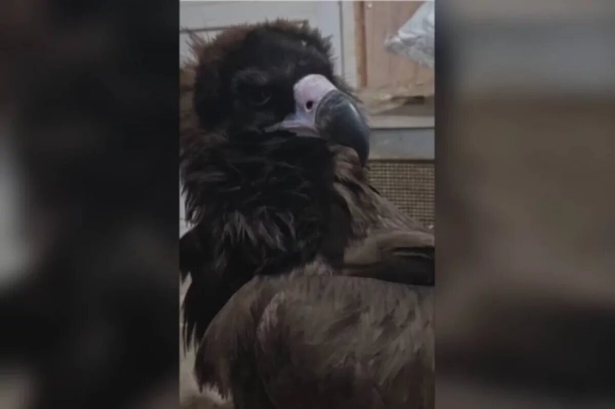    В Иркутске откормили черного грифа, который едва не погиб