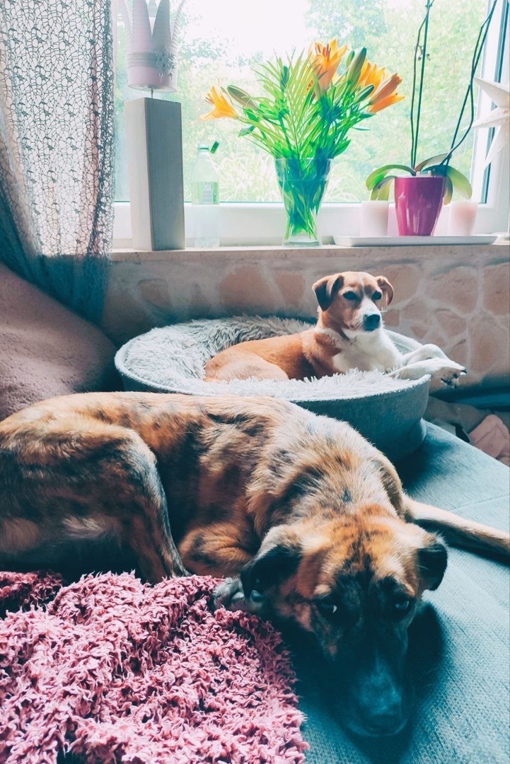 Бадди и Руни. Фото взято из Нельзяграмм со страницы Деро. 