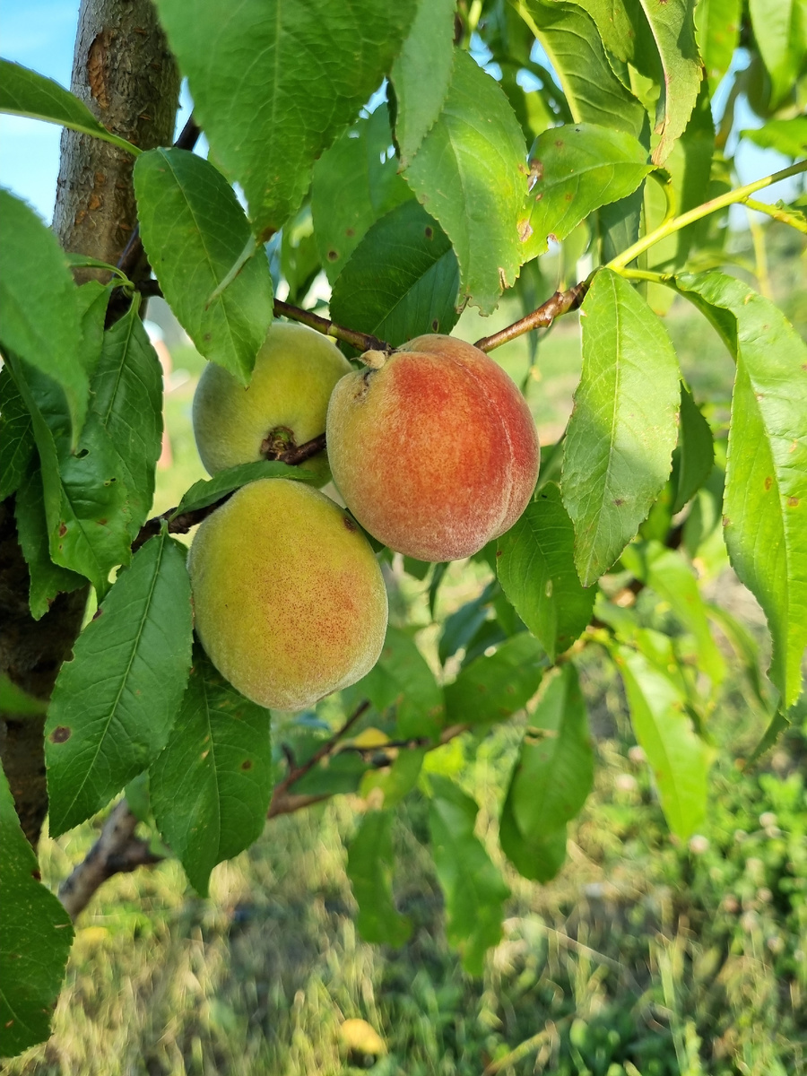 Персики 2024, июнь