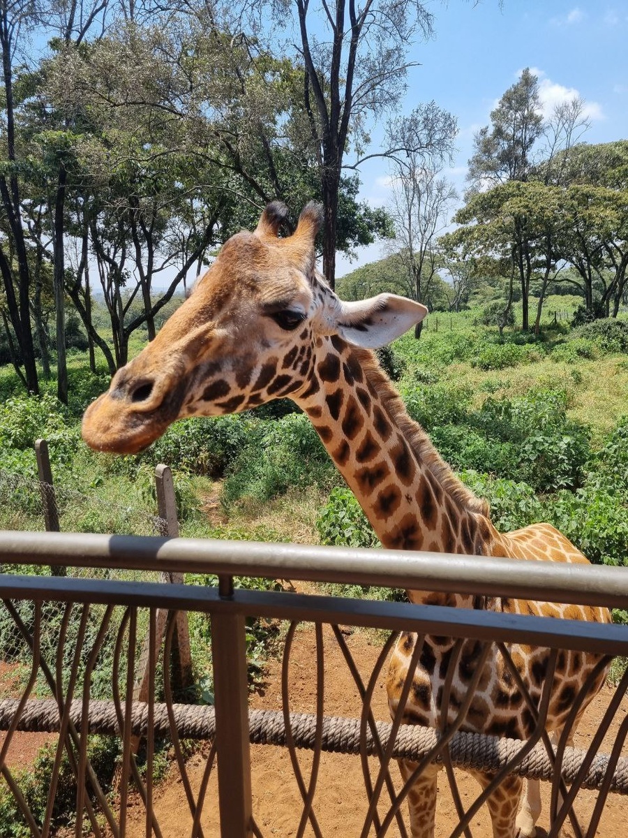 Giraffe Center 