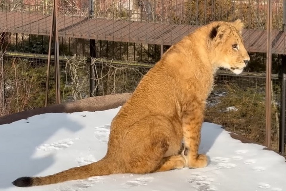    Шерхана отправили в Китай еще в сентябре. Фото: Telegram-канал Олега Зубкова