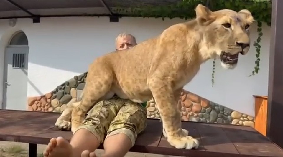    С большой долей вероятности Шерхан вернется в Крым. Фото: Telegram-канал Олега Зубкова