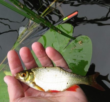 Взято из открытых источников интернета 