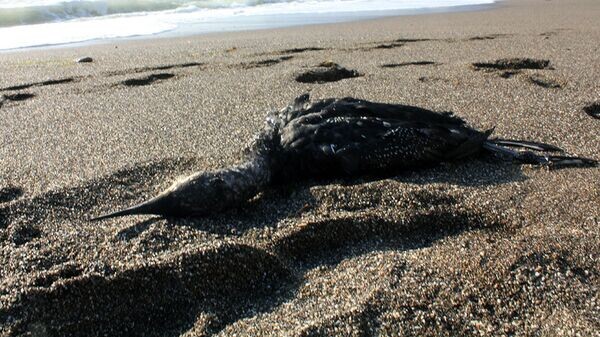    © Фото: пресс-служба администрации Судака