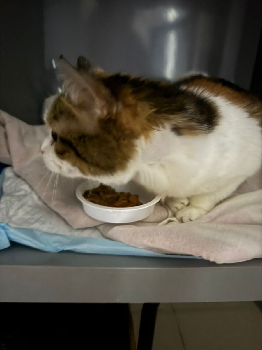 Мура,после наркоза в клинике