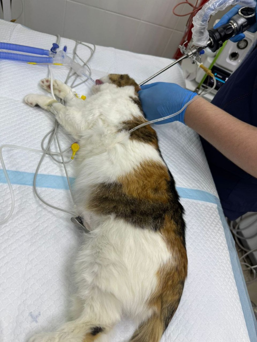 Операция.Слёзы наворачиваются ,глядя на такие фото.