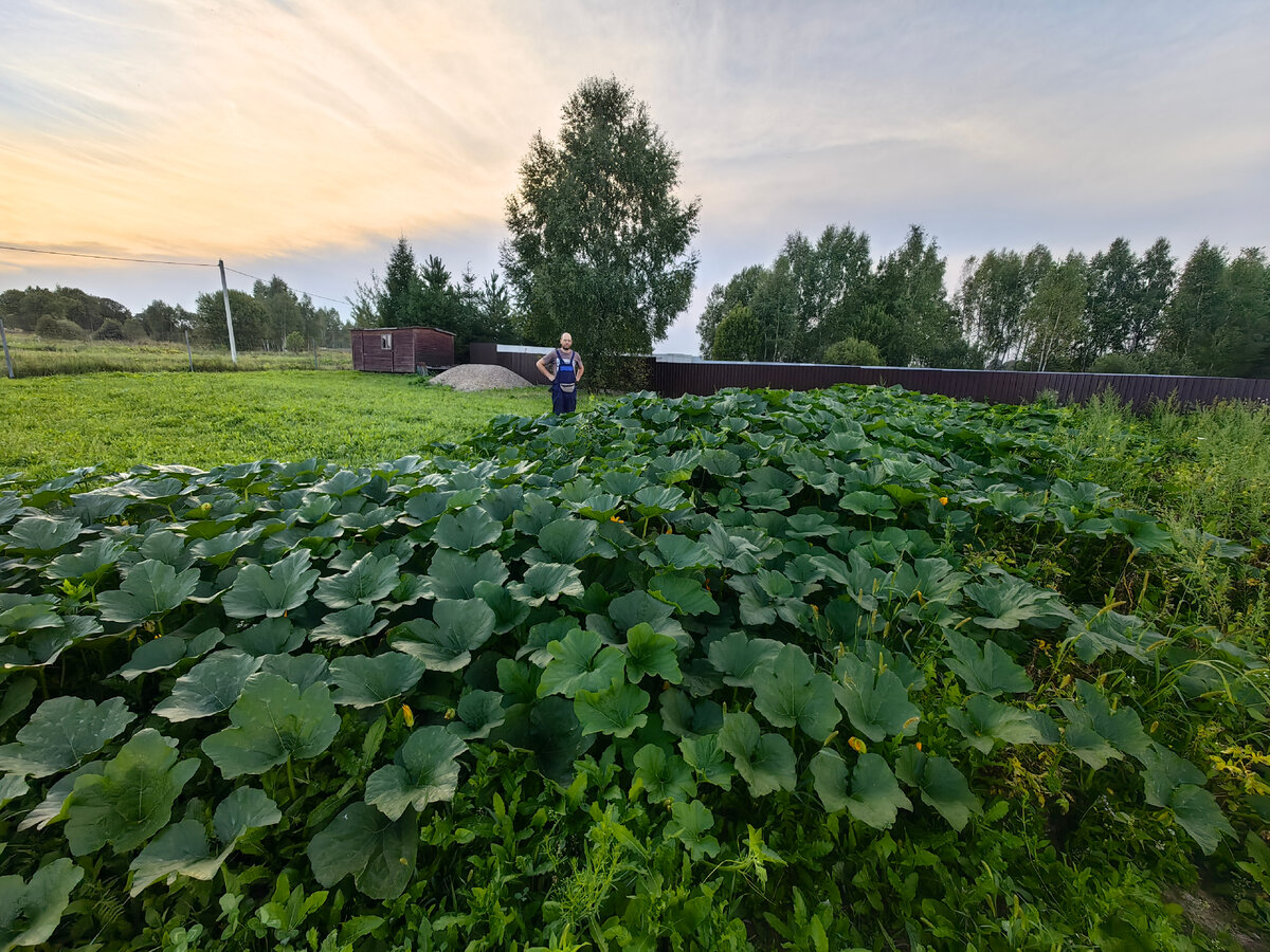 тыквенная плантация