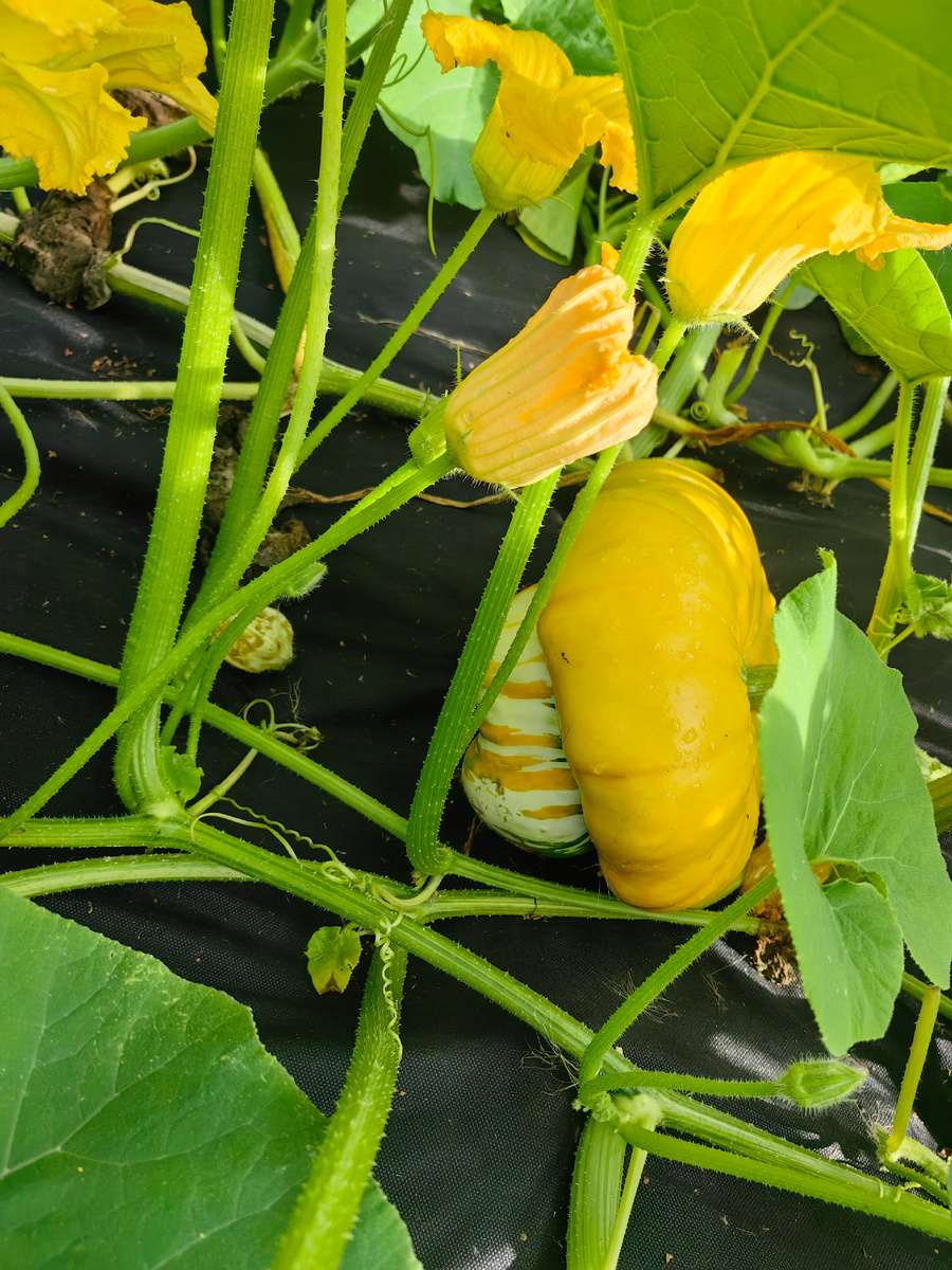 тыква Турецкая чалма 2024г