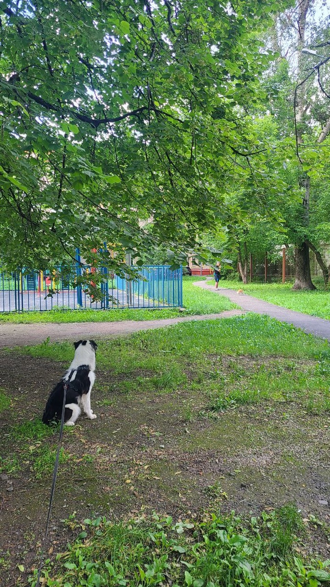 Френк печалится, что не дали поиграть с чихуашкой