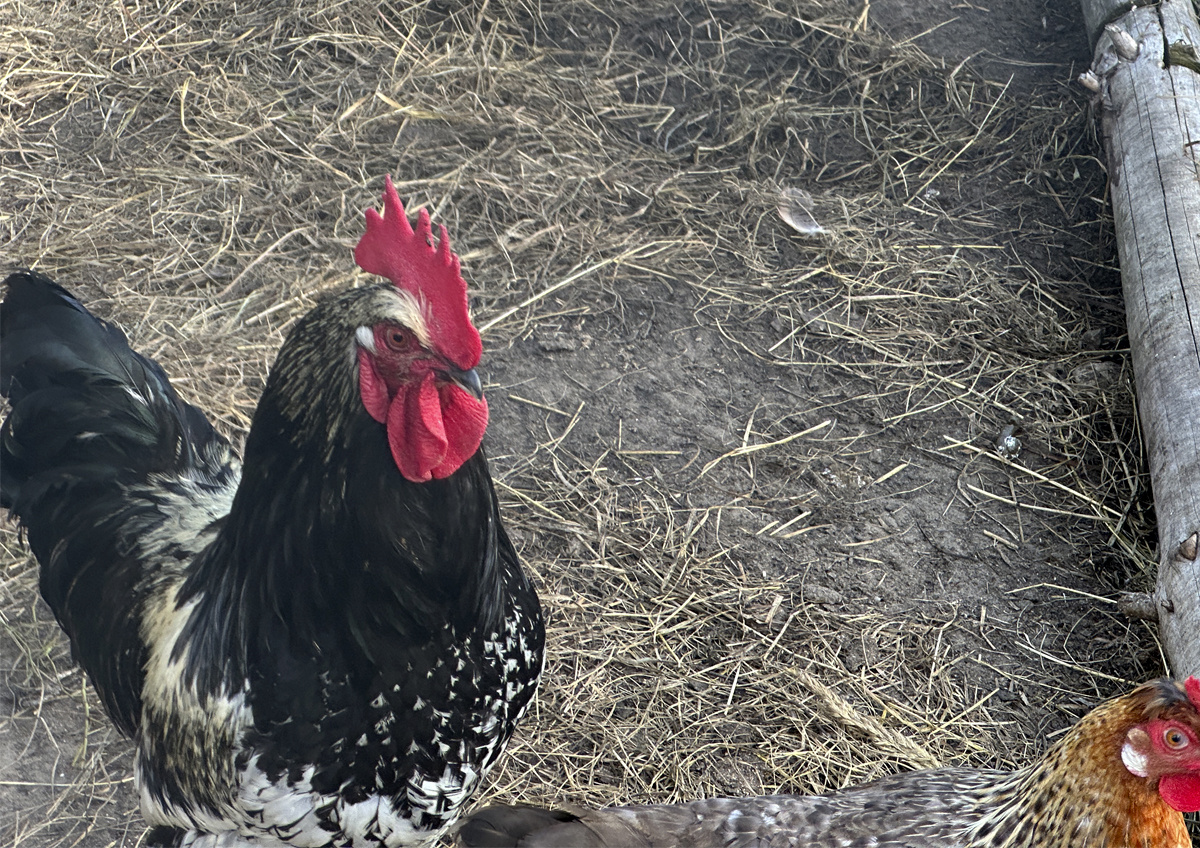    Птичий грипп: как заражается птица и чем он опасен для человека