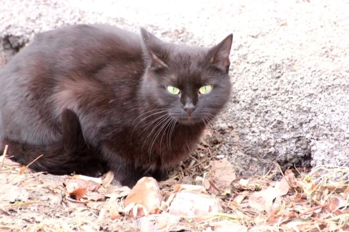    За этот год в Саратове отловили около тысячи бездомных животных