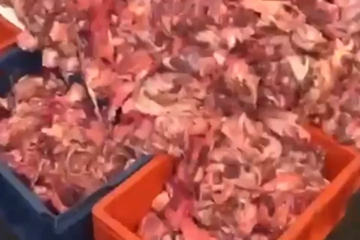 Кадр из видео