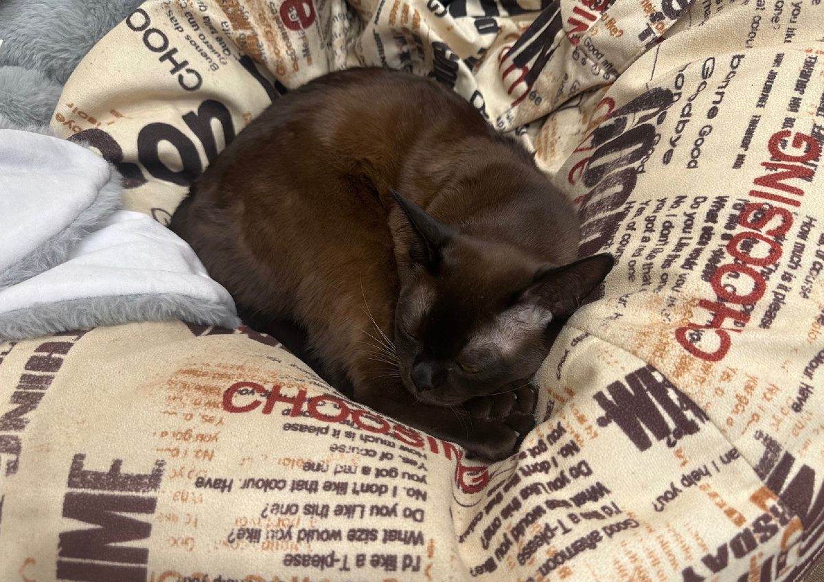 Разве этой милашке можно отказать!