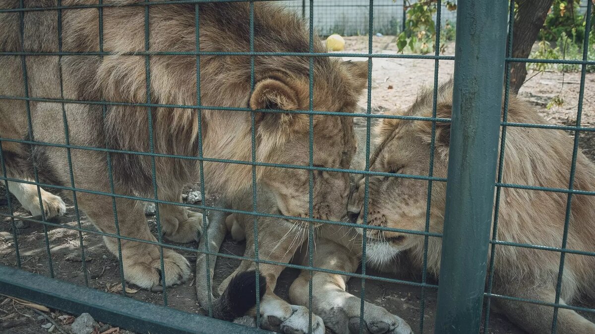     Источник: novostivolgograda.ru