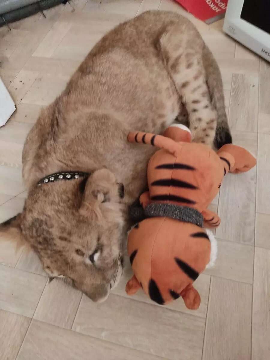     Источник: Зооцентр «Дино»