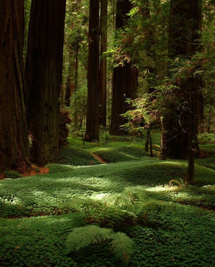 Фото  из интернета 