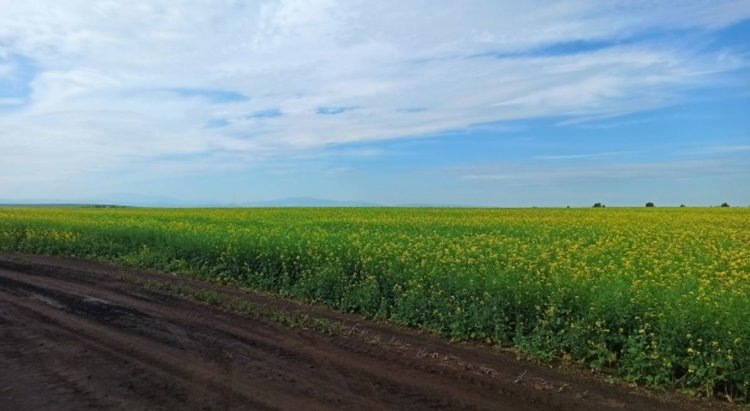    Яровой рапс в Хакасии: какие перспективы и проблема с капустной молью