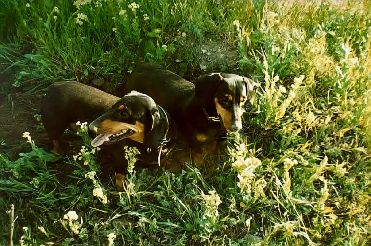 Машка и Лизка