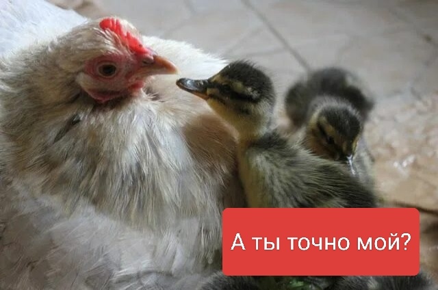 Так моя маменька смотрит на меня с завидной регулярностью.