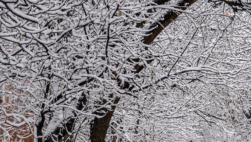    Площадь уходных рубок планируют увеличить Фото: ИА «Победа26»