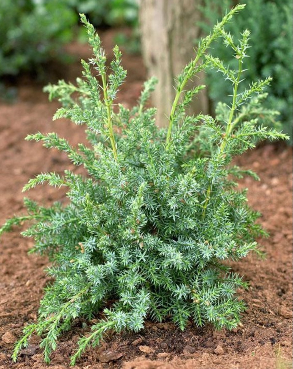Молодой кустик можжевельника Блю Альпс