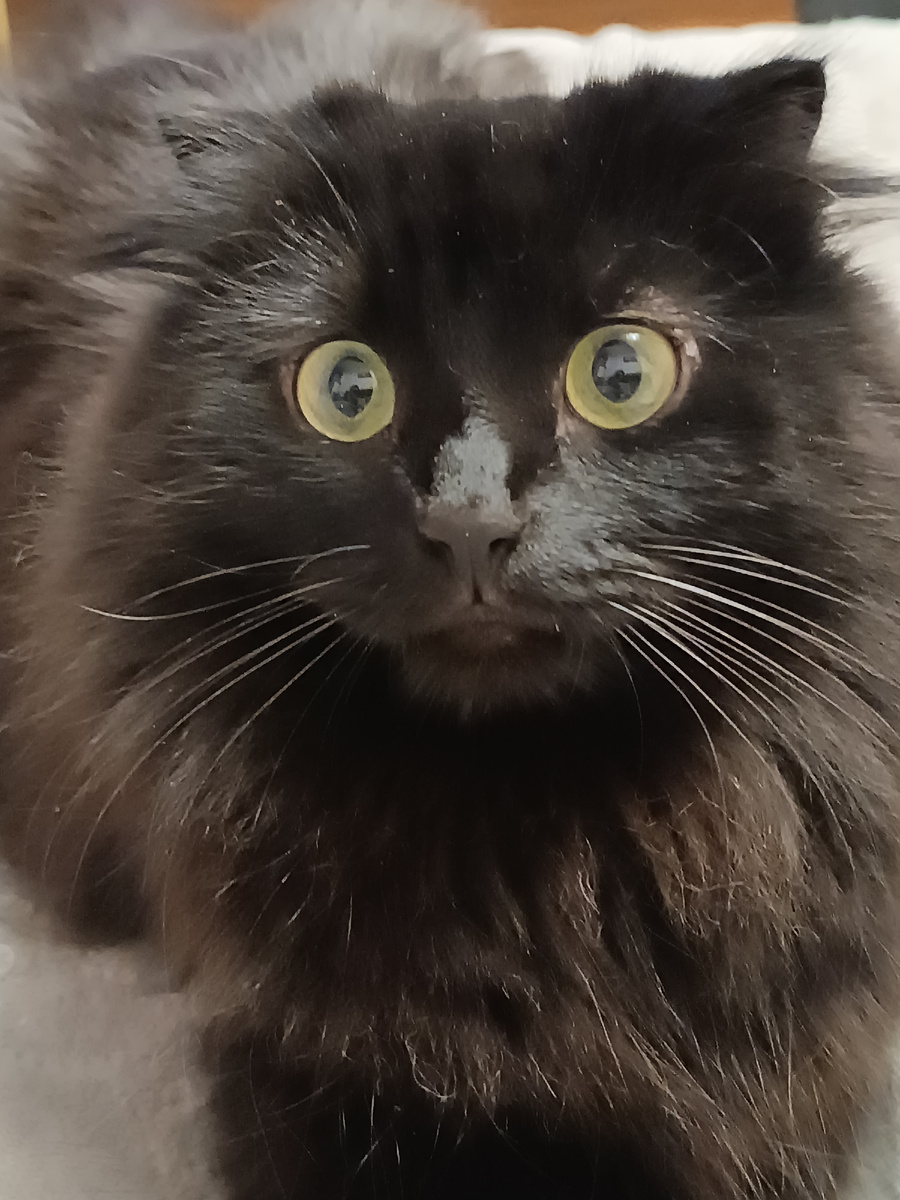 Филя в шоке! Неужели наконец-то оставят котика в покое...