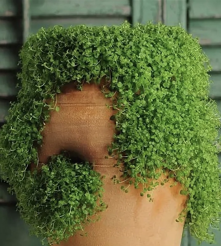 Мята корсиканская