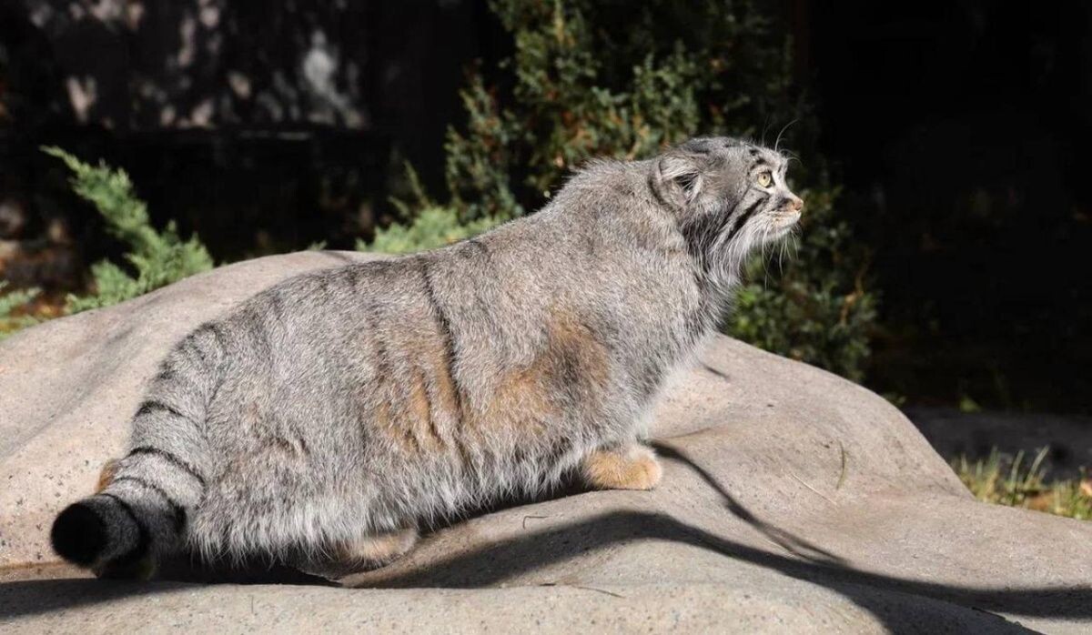     Манул Тимофей. Источник: t.me/svetlanaakulova1 Автор фото: Светлана Акулова