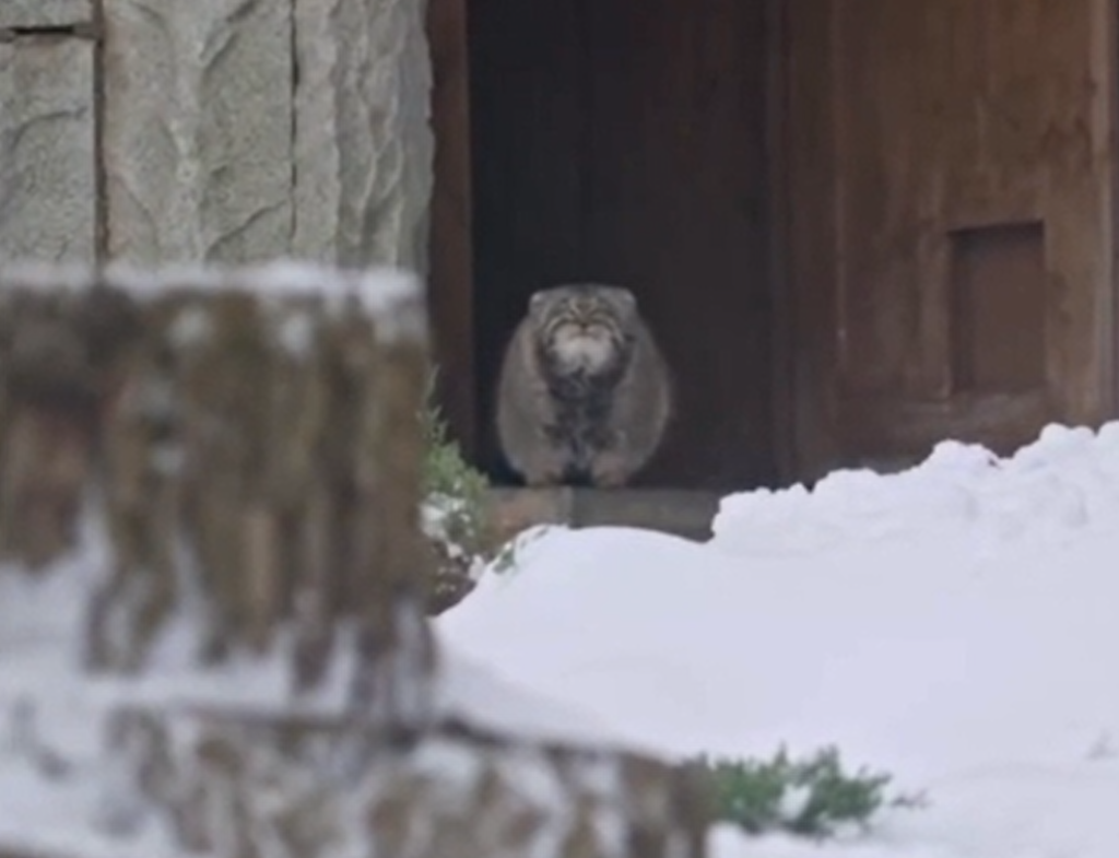     Манул Тимофей и сугробы. Источник: ria.ru Автор фото: Скриншот видео