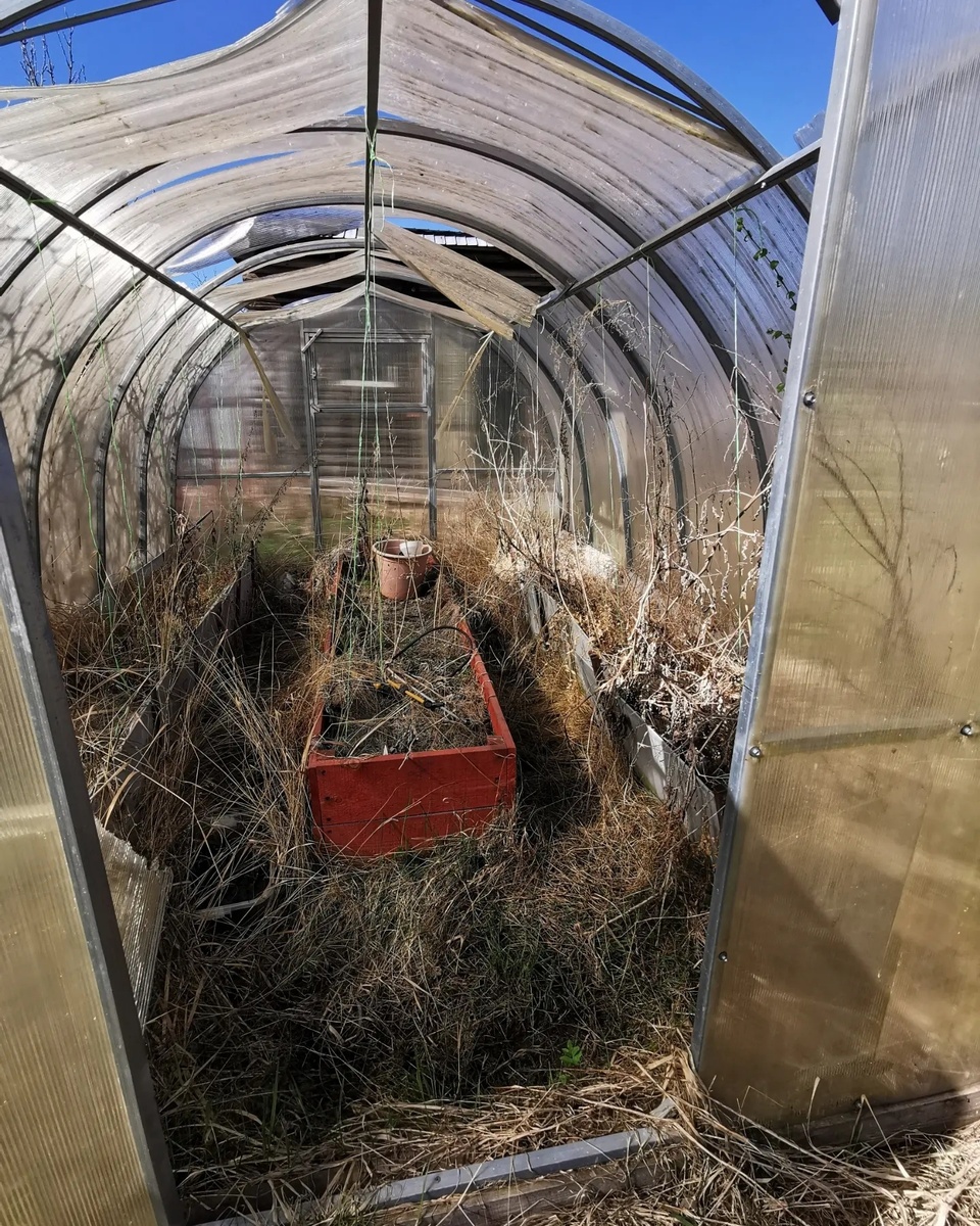 Этапы преображения теплицы. Листаем галерею. Фото из личного архива.