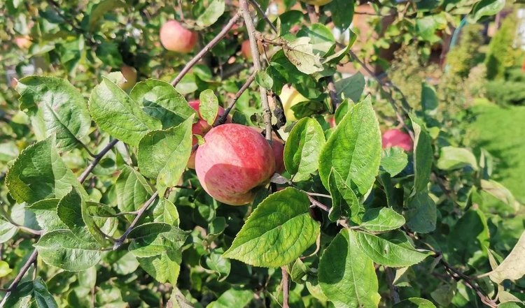    У молодых российских ученых есть коллекция антагонистов бактериального ожога плодовых культур