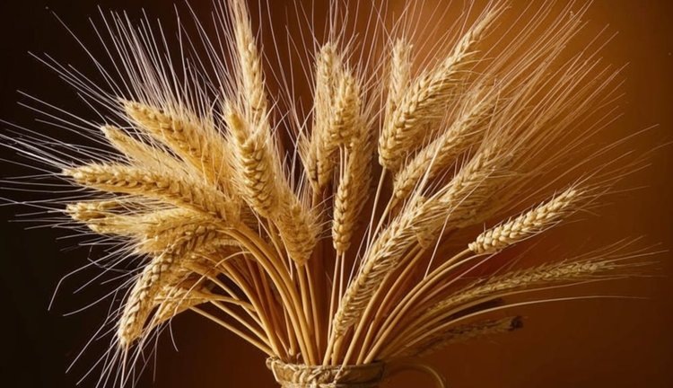    Музей зерна, завод по переработке льна и семеноводство в планах «Союзпищепрома»