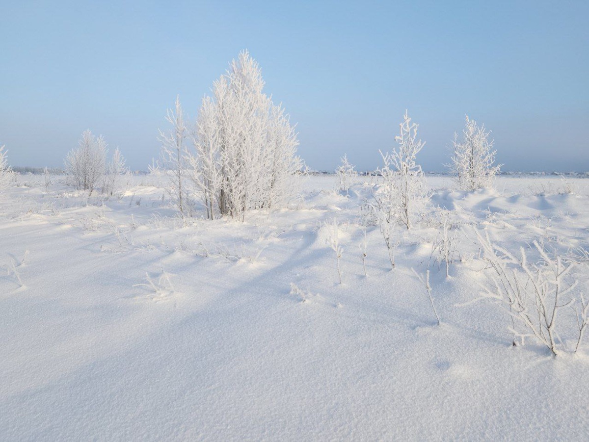 Зимнее поле. Дорога к лесу