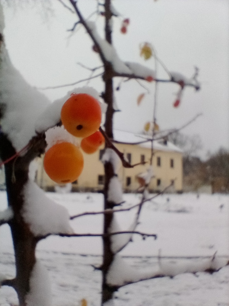 Райские яблочки под снегом. Фото Алены Селивановой