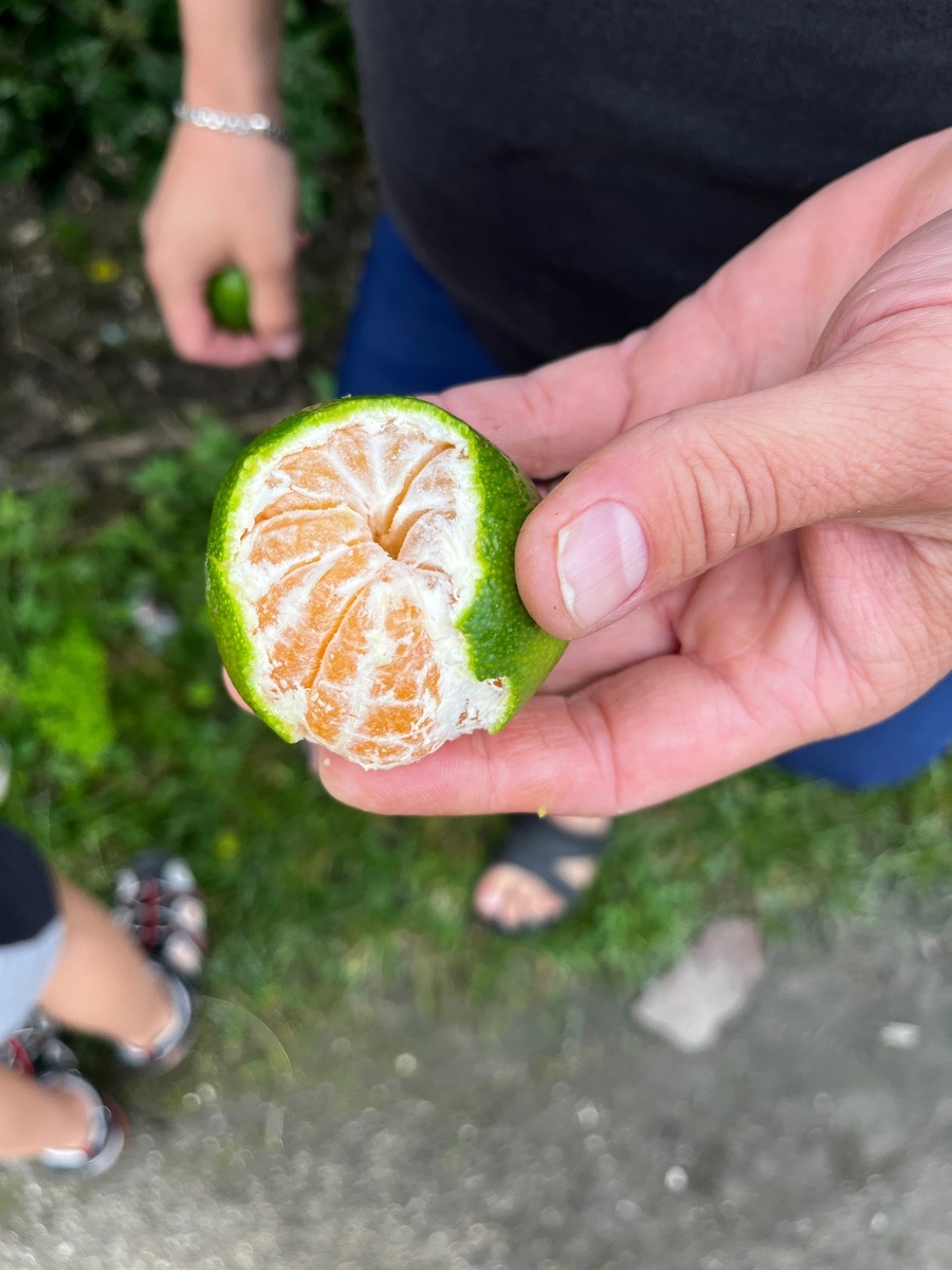 абхазские мандарины