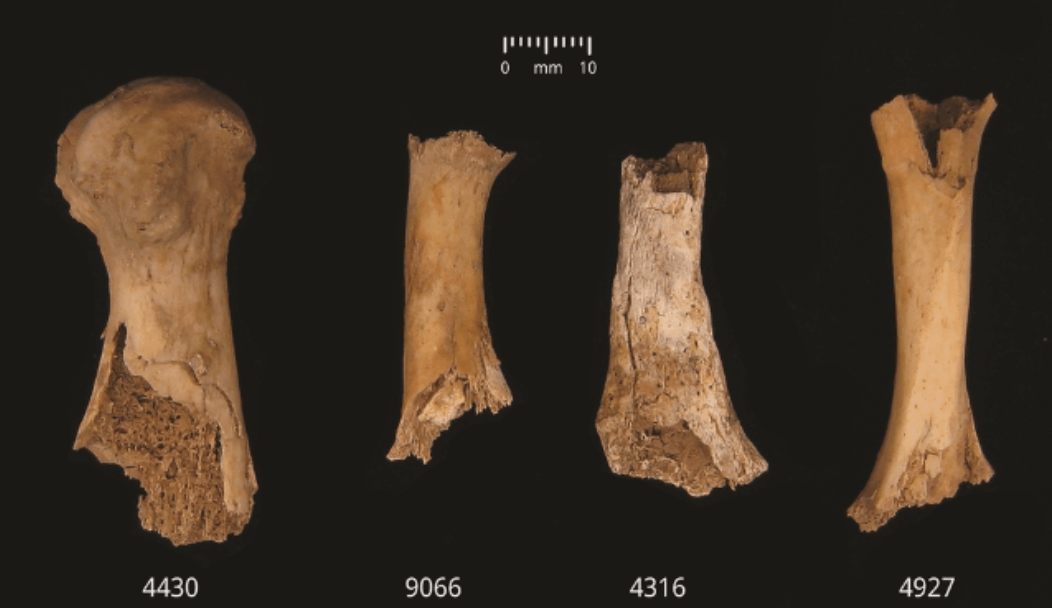    На костях людей остались следы укусов и разделки. Источник: cambridge.org