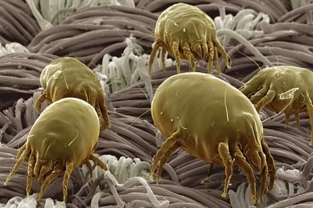    Чем на самом деле опасен пылевой клещ?