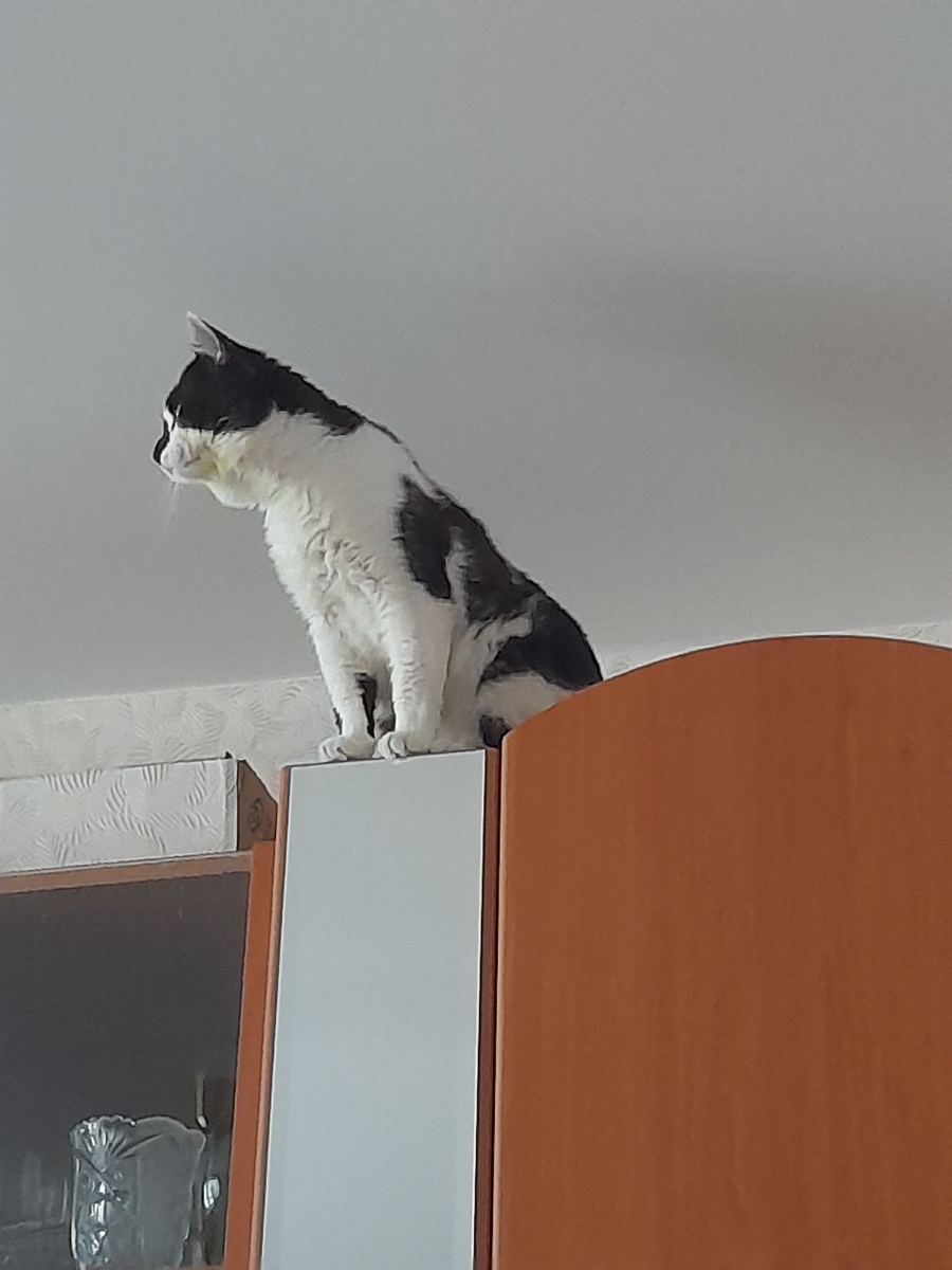 Фото автора. Стенка та же, кот другой