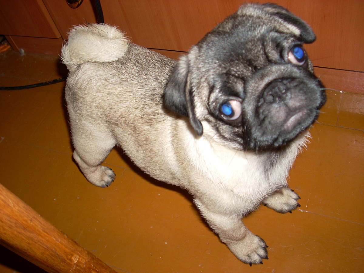 Фото автора. Мопсик Еля. Здесь ей месяцев пять