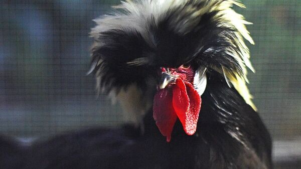    © Sputnik / Мария Амелина