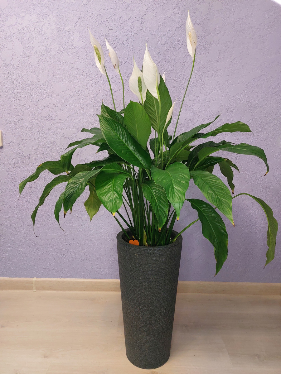 Мой красавец спатифиллум