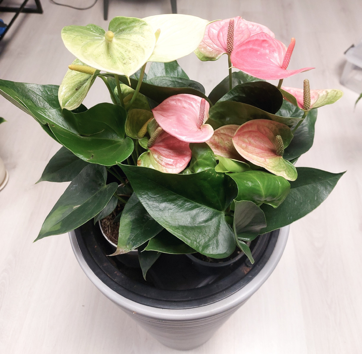 Композиция из антуриумов Ванилла и Свит Дрим.