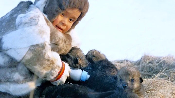 Маленький северянин кормит волчат. Фото: Хабэча Яунгад/из архива «Ямал-Медиа»
