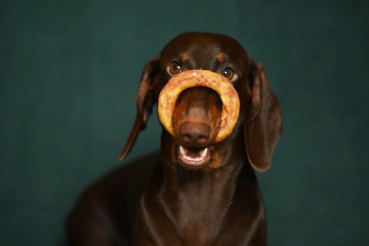 Как бы ни было трудно отказать четвероногому в еде со стола, лучше ему не потакать.  Предоставлено пресс-службой