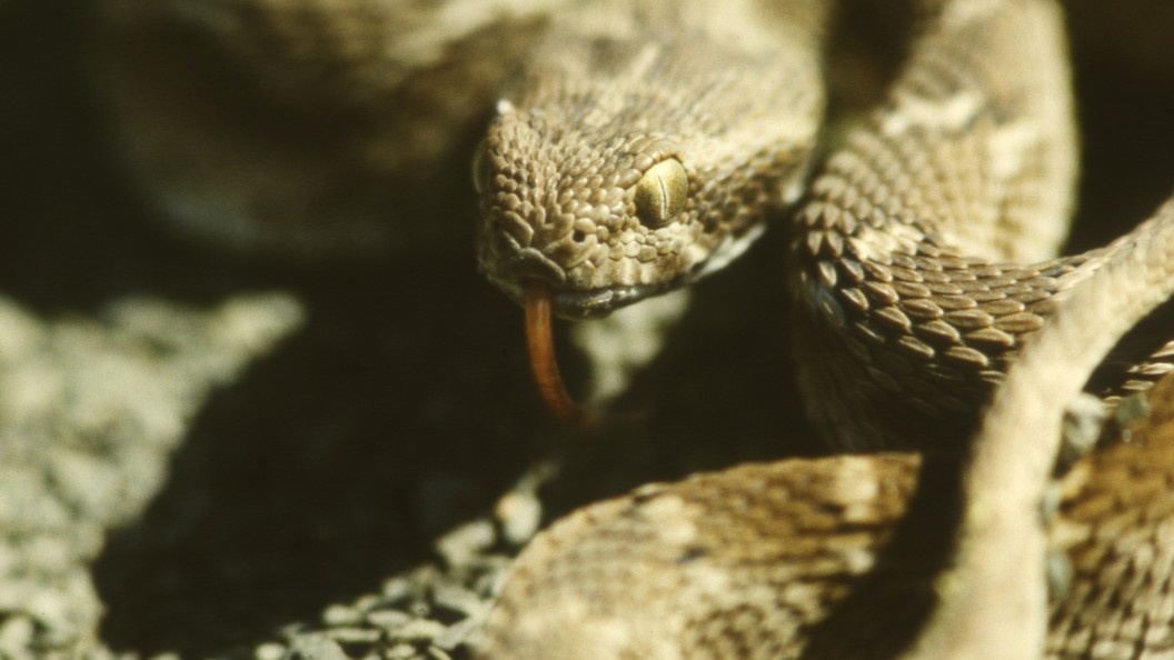    фото: Andrei Kamenev/Russian Look/Globallookpress