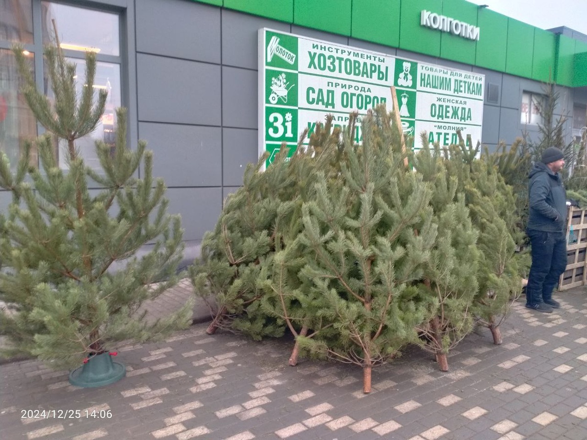 Такие елки продают рядом с моим домом. Фотография автора